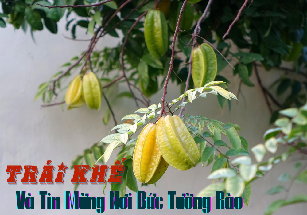 Trái Khế Và Tin Mừng Nơi Bức Tường Rào (Số 1)