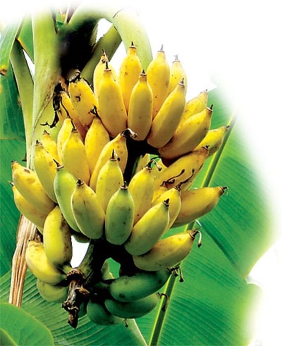 Chặt Buồng Chuối – Gặt Niềm Tin